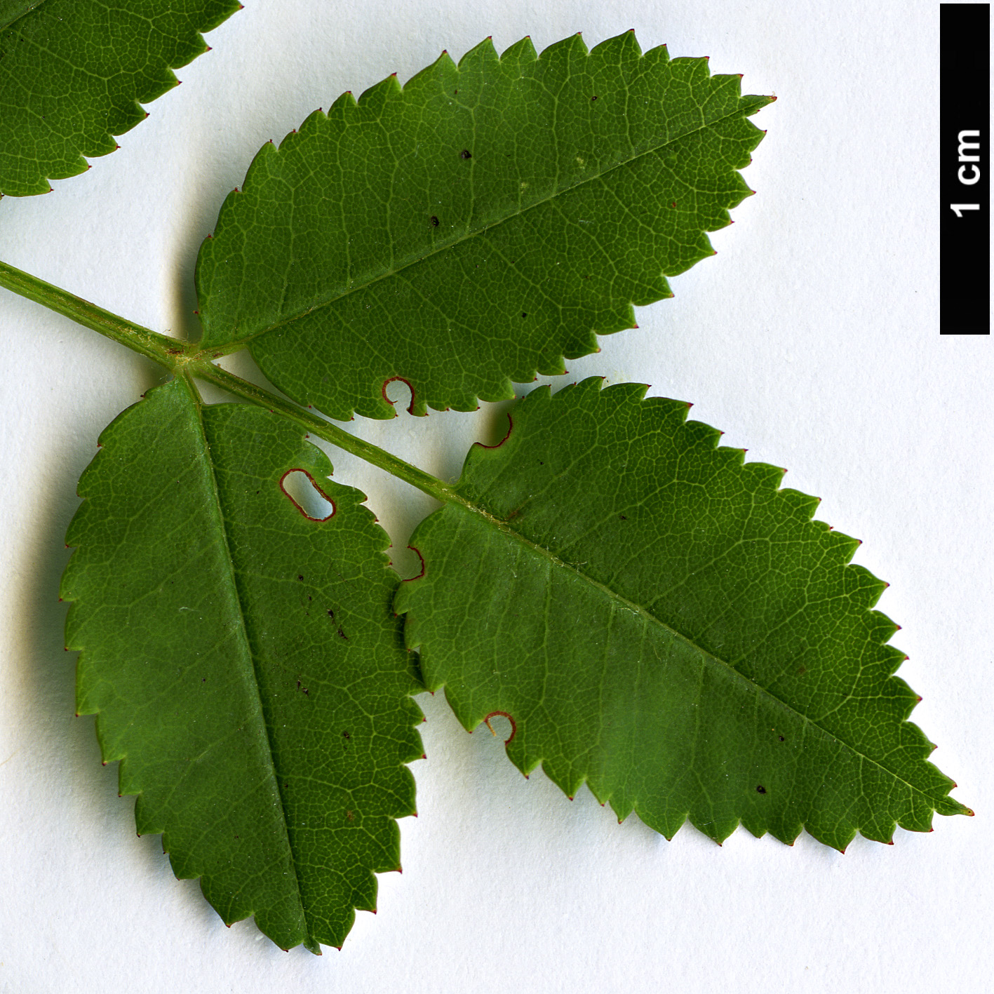 High resolution image: Family: Rosaceae - Genus: Rosa - Taxon: xanthina - SpeciesSub: f. hugonis High resolution image: Family: Rosaceae - Genus: Rosa - Taxon: xanthina - SpeciesSub: f. hugonis